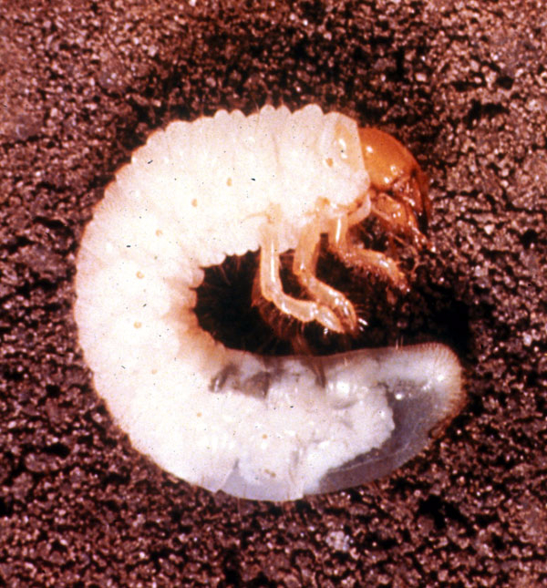 White Grub